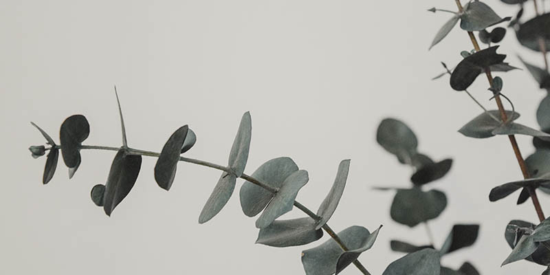 Eucalyptus (Unsplash)