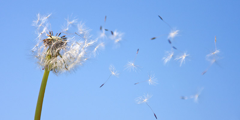 Pollen (iStock)