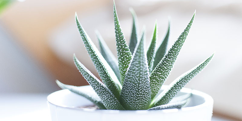 Aloe Vera (Unsplash)