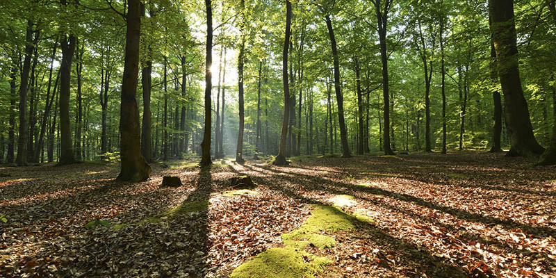 Déforestation (iStock)