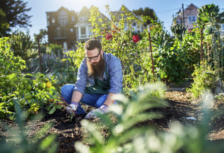 Potager (iStock)