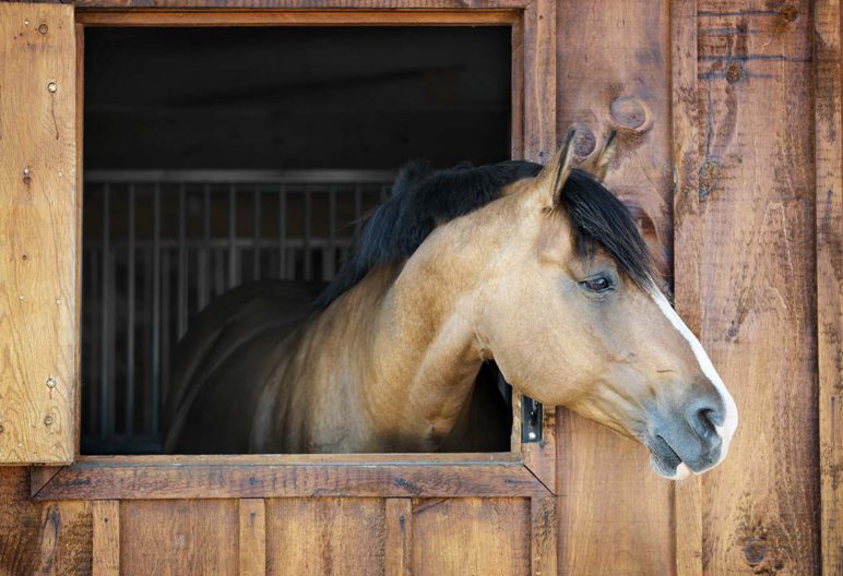 Écurie (iStock)